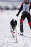 Lenk 2013